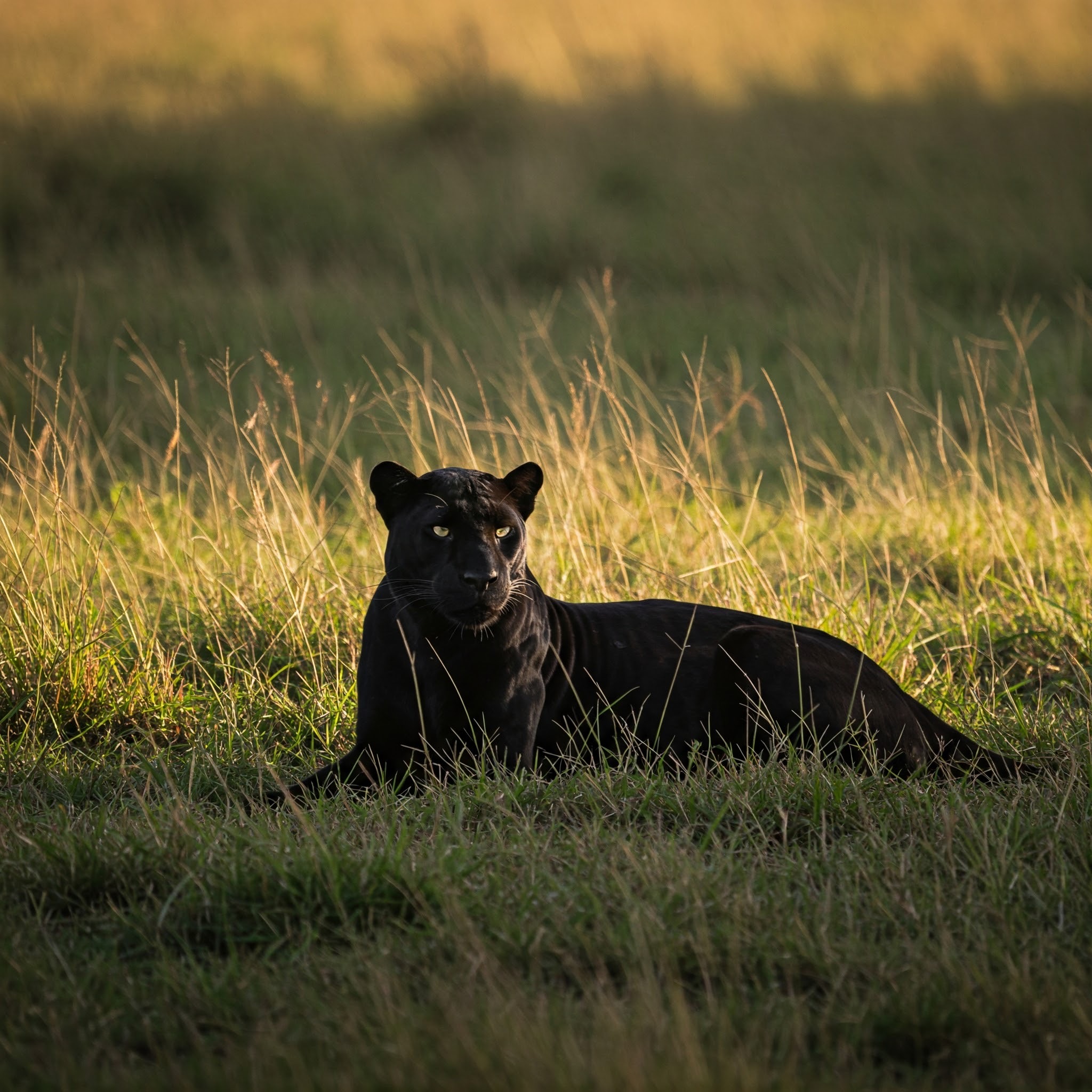 photo of Black Panther Resting in Grass